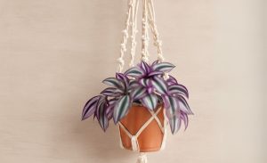 Wandering Jew plant in a terracotta pot suspended by a cream macrame hanger, set against a neutral beige background.