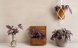 DIY Wandering Jew plant projects, including a macrame hanger, wooden planter, and a glass jar cutting.